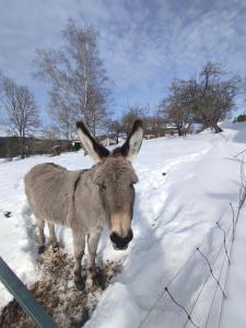 un âne debout à côté d'une clôture dans la neige dans l'établissement Grande maison familiale jusqu'à 14 personnes à Lans en Vercors, à Lans-en-Vercors
