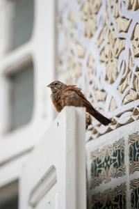Fotografie z fotogalerie ubytování Riad Blue Garden v destinaci Rabat