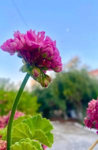 Zahrada ubytování Villa Andres