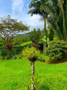 eine Palme mit Pflanzen auf einem grünen Feld in der Unterkunft Casa Campo San Miguel in Guaduas