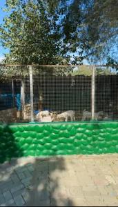 Φωτογραφία από το άλμπουμ του Villa farm with Huge facilities 2 pools σε Kalbā