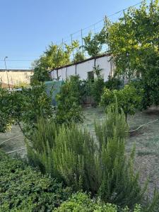 a garden with bushes and trees in front of a building at Quiet Room, close to Airport in Kamëz