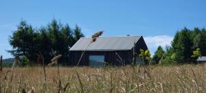 an owl perched on the roof of a barn at MiłoTu in Równia