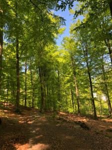 a path in the woods with trees at Skräddarhuset - Lilla huset in Bonnarp