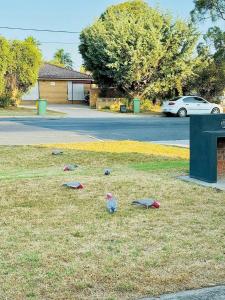 a group of birds sitting on the grass at Cozy 2BR Retreat, 3-Minute Drive to Albury Airport in Albury