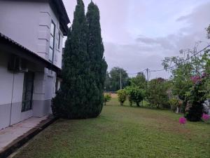 a large pine tree next to a house at Garden's Guest House, Semenyih in Beranang