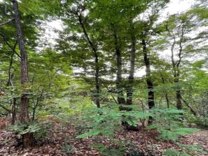 Kép Asolo Retreat with Garden szállásáról Asolóban a galériában