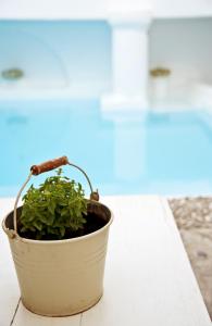 Bazén v ubytování Altana Boutique Hotel nebo v jeho okolí