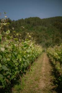 a row of grape vines in a field at Granxa D Outeiro in Ribadavia