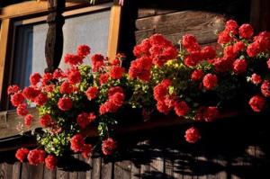Fotografia z galérie ubytovania idyllischer Landhof Nähe Millstättersee Ferienwohnung mit Balkon v destinácii Fresach