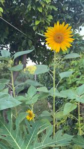 A garden outside Fontane Felini