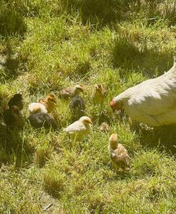 Foto de la galería de Gjoli Lake View 2BR Apt with Stunning Lake Views en Polisi i Vogël