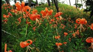 Giardino di 日本庭園と文化体験の宿深見屋 一棟貸し送迎付き6名様まで追加宿泊料金なし