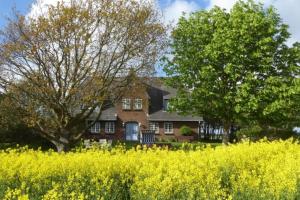 a house in a field of yellow rapeseed at Haus-Wolfram-App-Wilhelmine in Morsum