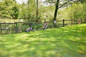 a group of geese walking in the grass near a fence at 19 Carters Paddock in Isle of Wight +4 photos