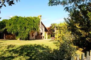 una casa con un patio con un árbol en Il Gaggiolo, en Rispescia