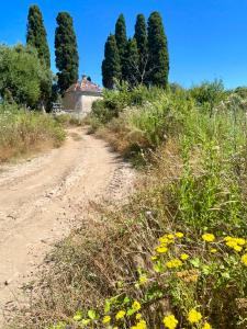 a dirt road next to a field with yellow flowers at SAINT FLORENT studio terrasse 2 à 3 personnes calme avec piscine au sel in Saint-Florent