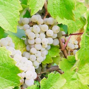 Fotografie z fotogalerie ubytování Weinhof Michael Morbach v destinaci Zeltingen-Rachtig