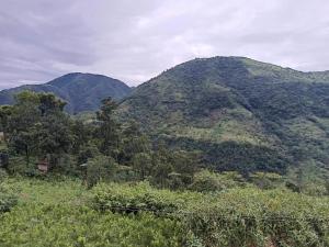 auliculiculiculiculiculiculiculiculiculiculiculiculiculiculic at RUBANSi in Shillong