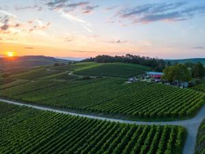 an aerial view of a vineyard at sunset at Weinberg-Ferienwohnung, Oberrotweil in Oberrotweil