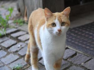 Domácí mazlíčci ubytovaní s hosty v ubytování Wohnung im Sauerland mit Terrasse, cleaning included