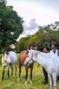 three men standing next to three horses in a field at Galloping Adventures in Malindi
