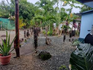 a garden with a bunch of plants in a yard at La Chonta de Corcovado in Puerto Jiménez