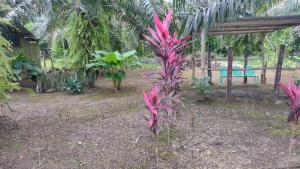 a garden with pink plants and a picnic table at La Chonta de Corcovado in Puerto Jiménez