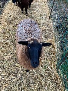 Altri animali domestici presso l'aparthotel o nei dintorni