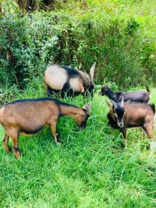 Altri animali domestici presso l'aparthotel o nei dintorni