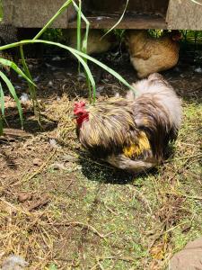 Altri animali domestici presso l'aparthotel o nei dintorni