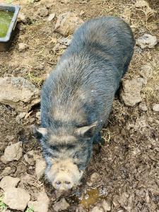 Altri animali domestici presso l'aparthotel o nei dintorni