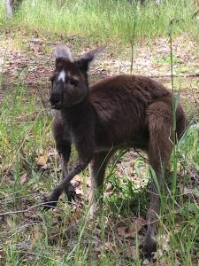 a small brown dog standing in the grass at Panda's Patch Dunsborough in Dunsborough