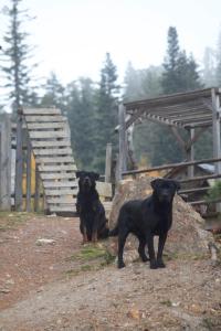 Ospiti di Heshkili huts and cabins Svaneti con animali domestici