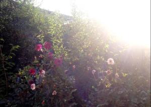 un jardín con flores rosas a la luz del sol en Friendly B&B, en Gyumri