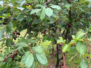 Un primer plano de un árbol con cerezas. en Maison 4 Chambres Normandie, en Clasville
