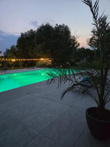 a plant in a pot next to a swimming pool at Casa Movilita El DoD in Moviliţa