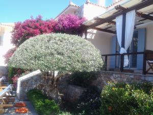 a tree in front of a house with flowers at Elies Houses in Agnontas