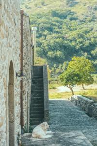 a dog sitting on the side of a road next to a building at Fattoria San Pio in Naso