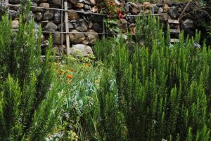 a garden with tall green plants in front of a stone wall at Hostal Casa Amaya in Vallehermoso