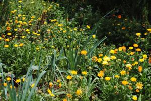 a field of yellow flowers in a garden at Hostal Casa Amaya in Vallehermoso