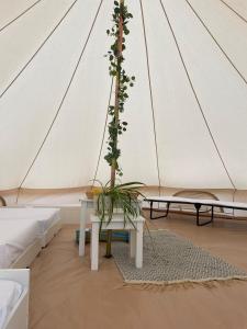 eine Pflanze auf einem Tisch in einem Zelt in der Unterkunft Trevena Cross Glamping & Camping in Helston + 90 Fotos