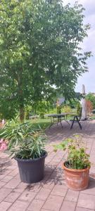 two pots of plants in a park with a tree at Casa Hess in Velden am Wörthersee +9 photos