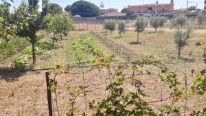 Imagen de la galería de La GreenHouse - Isola di Capo Rizzuto, en Isola di Capo Rizzuto