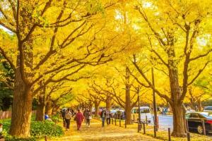 a group of people walking down a sidewalk with yellow trees at Hotel-Mercurius-Azabujuban-RB in Tokyo