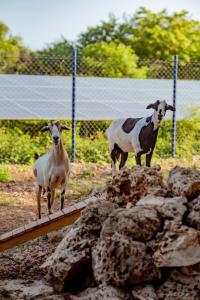 two goats standing on rocks in a fence at Blue Apple Beach in Tierra Bomba +42 photos