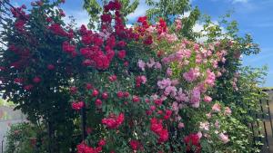 a large bush of pink and purple flowers at Vila Matei in Techirghiol