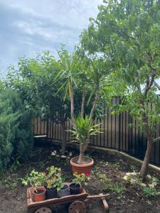 a garden with palm trees and plants in pots at Vila Matei in Techirghiol +13 photos