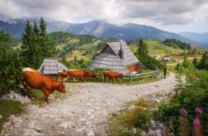 a group of cows standing in a field with mountains at Koča Velika Planina - Chalet Kamrica in Stahovica