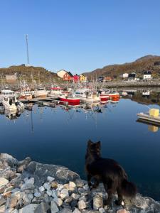 Domácí mazlíčci ubytovaní s hosty v ubytování Arran Nordkapp
